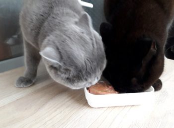 Кошки едят корм Гурме