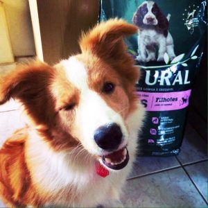 Отзывы о корме Guabi Natural для собак