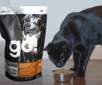 Можно ли кошкам давать собачий сухой корм?