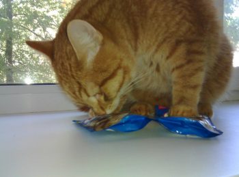 Кошка ест корм Katty