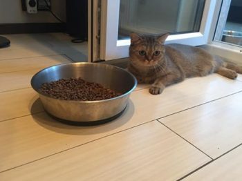 Отзыв о корма Пурелюкс для кошек