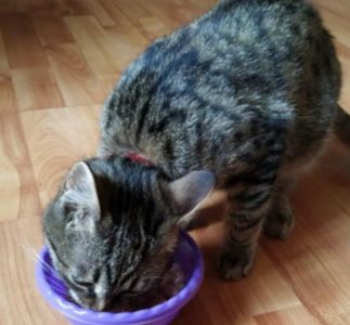 Кот ест корм для кошек Chammy