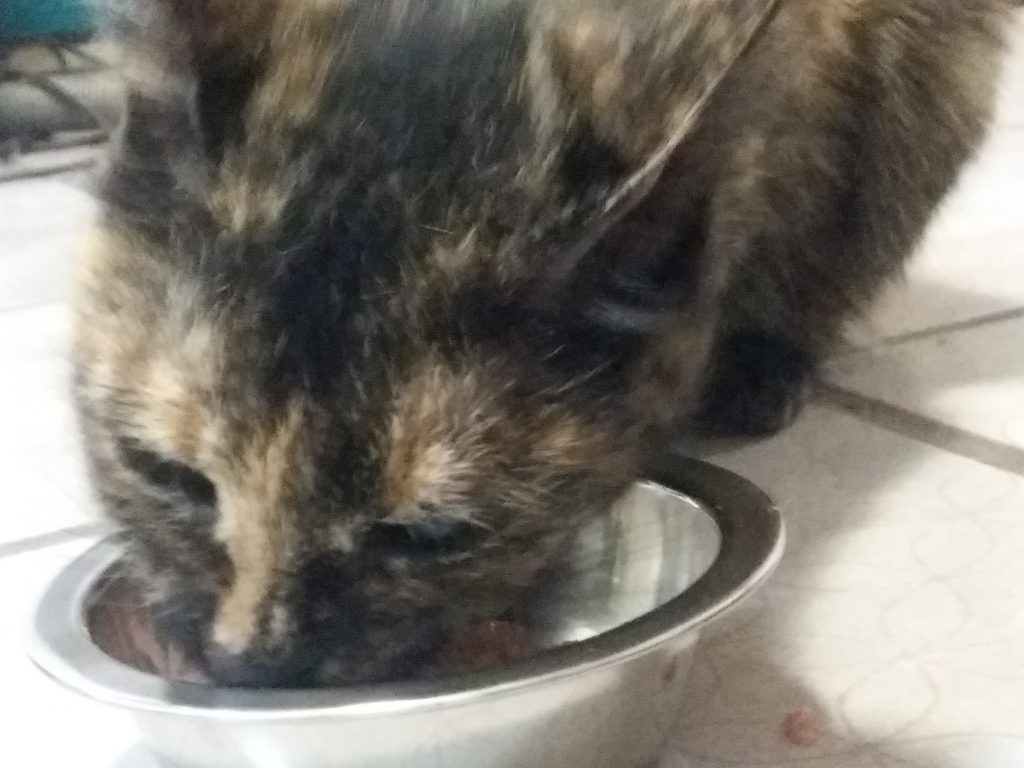 Purina ProPlan для котов: ищем корм для Кубышки