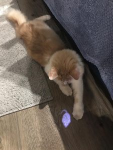 Лазерная указка - игрушка для котенка