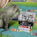 Отзыв о корме для котят Purina Pro Plan
