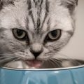 Особенности питания стерилизованных кошек и котов. Какой корм выбрать своему питомцу?