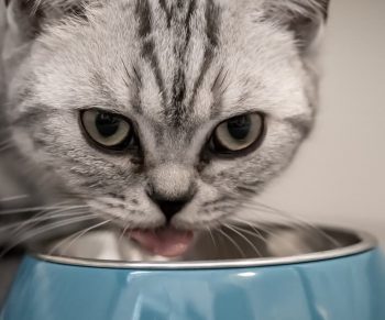 Особенности питания стерилизованных кошек и котов