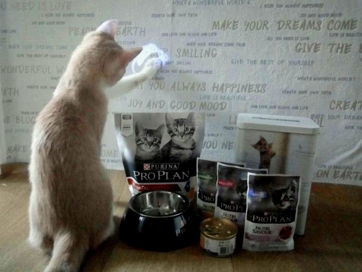Огляд на Purina Pro Plan для кошенят - ПетОбзор