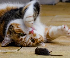 Как отучить кошку охотится: результаты научного исследования