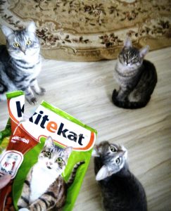 Отзывы о корме Китикет для кошек