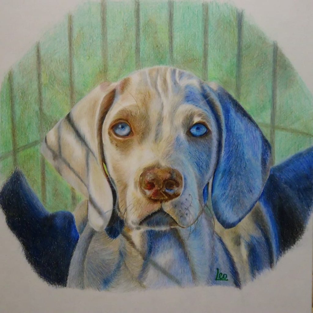 Лео - рисунок собаки цветными карандашами