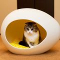 Домики для кошек: необходимость или тренд?