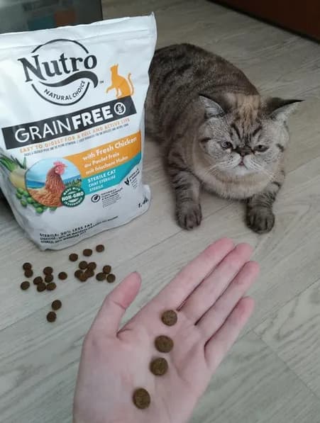 Отзывы о корме Нутро для кошек