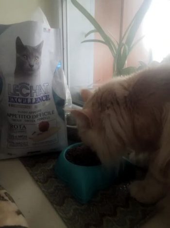 Отзывы про корм Lechat Excellence для кошек