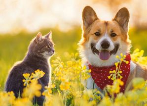 Аллергия у собак и кошек: подбор гипоаллергенного корма
